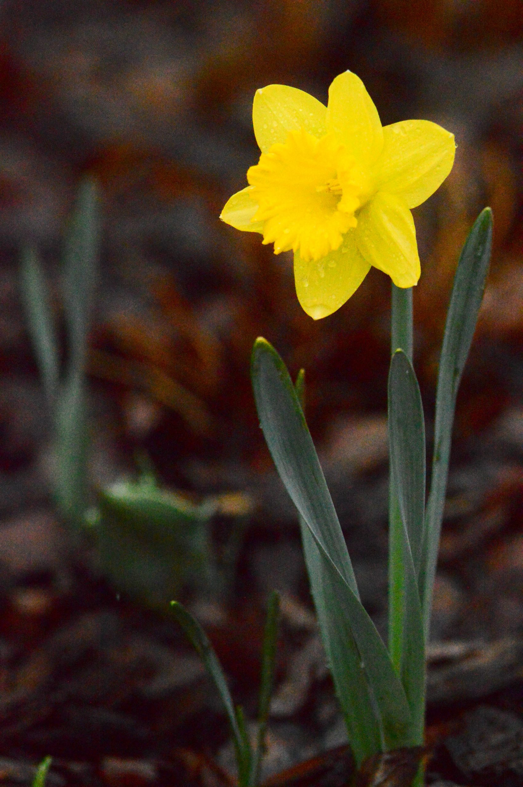 Damp daffodil | News, Sports, Jobs - Adirondack Daily ...